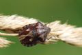 Eurygaster testudinaria